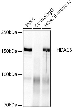 HDAC6 Rabbit Monoclonal Antibody - Image 3