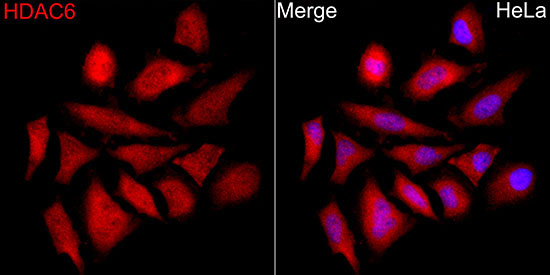 HDAC6 Rabbit Polyclonal Antibody