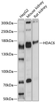 HDAC6 Rabbit Polyclonal Antibody