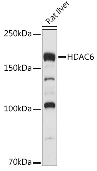 HDAC6 Rabbit Polyclonal Antibody
