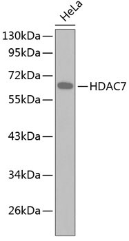 HDAC7 Rabbit Polyclonal Antibody