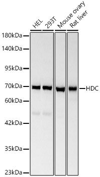 HDC Rabbit Polyclonal Antibody