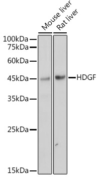 HDGF Rabbit Monoclonal Antibody