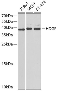 HDGF Rabbit Polyclonal Antibody