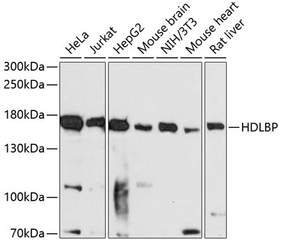 HDLBP Rabbit Polyclonal Antibody