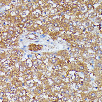 HDLBP Rabbit Polyclonal Antibody - Image 2