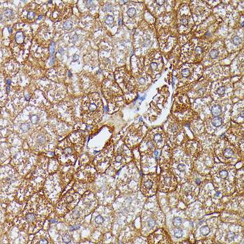 HDLBP Rabbit Polyclonal Antibody - Image 4