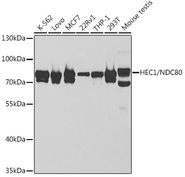 HEC1/NDC80 Rabbit Polyclonal Antibody