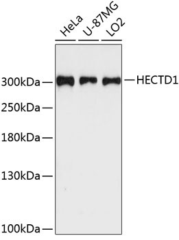HECTD1 Rabbit Polyclonal Antibody