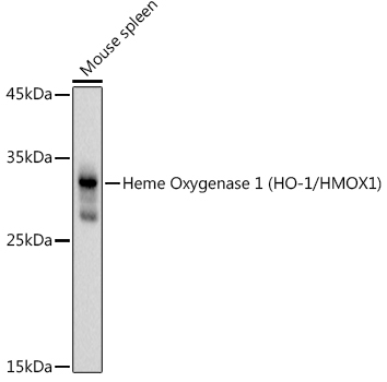 Heme Oxygenase 1 (HO-1/HMOX1) Rabbit Polyclonal Antibody