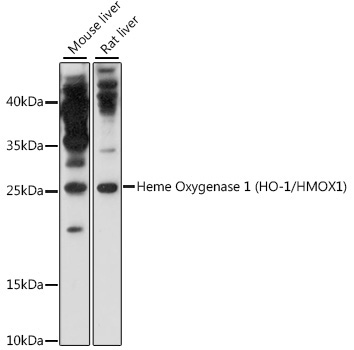 Heme Oxygenase 1 (HO-1/HMOX1) Rabbit Polyclonal Antibody