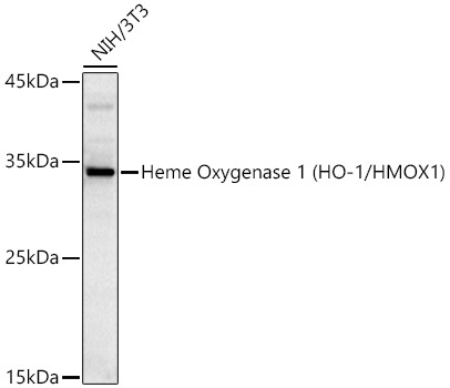 Heme Oxygenase 1 (HO-1/HMOX1) Rabbit Polyclonal Antibody