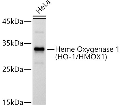 Heme Oxygenase 1 (HO-1/HMOX1) Rabbit Polyclonal Antibody