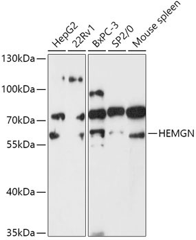 HEMGN Rabbit Polyclonal Antibody