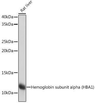 Hemoglobin subunit alpha (HBA1) Rabbit Monoclonal Antibody