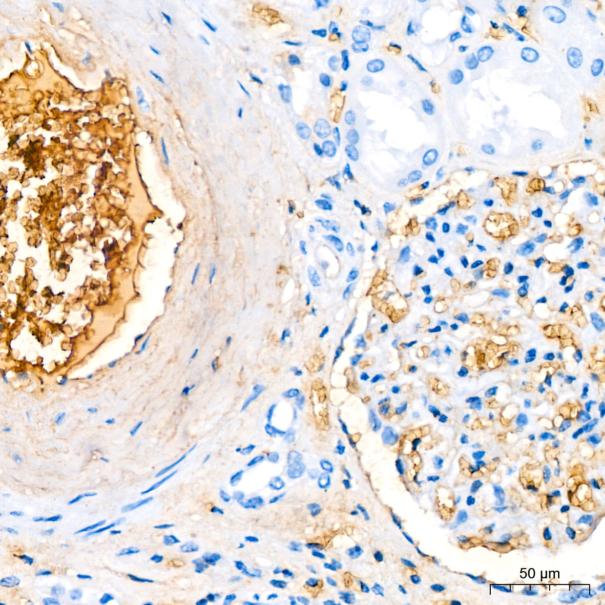Hemoglobin subunit alpha (HBA1) Rabbit Monoclonal Antibody - Image 2