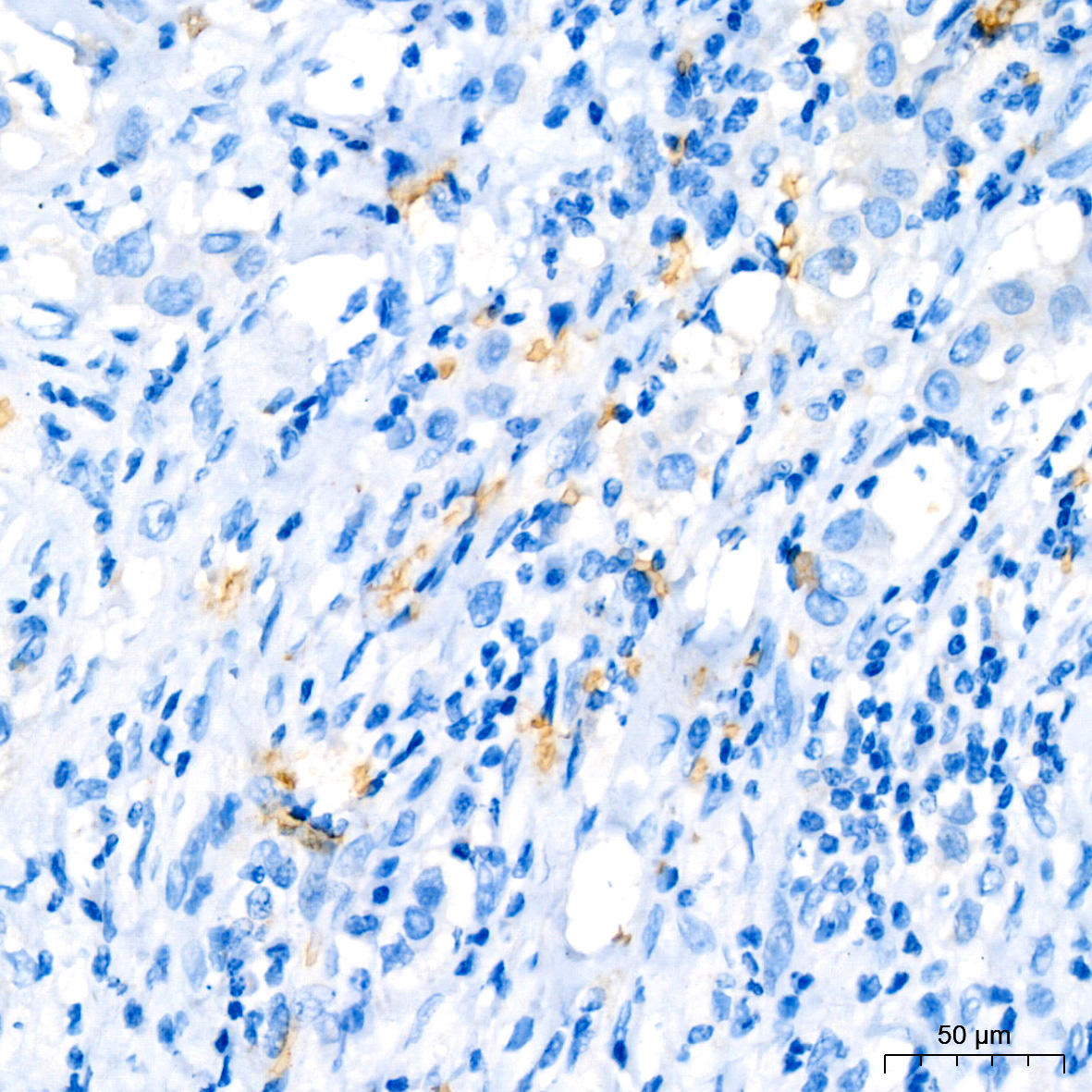 Hemoglobin subunit alpha (HBA1) Rabbit Monoclonal Antibody - Image 3