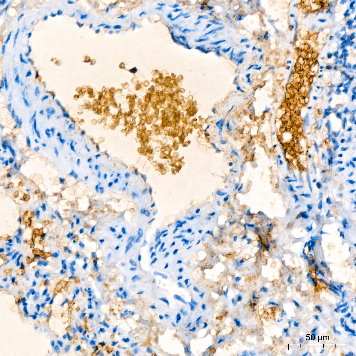 Hemoglobin subunit alpha (HBA1) Rabbit Monoclonal Antibody - Image 6