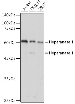 Heparanase 1 Rabbit Polyclonal Antibody