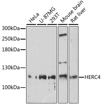 HERC4 Rabbit Polyclonal Antibody