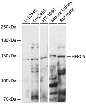 HERC5 Rabbit Polyclonal Antibody
