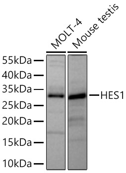 HES1 Rabbit Monoclonal Antibody