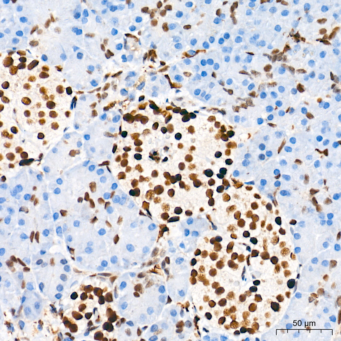 HES1 Rabbit Monoclonal Antibody - Image 2