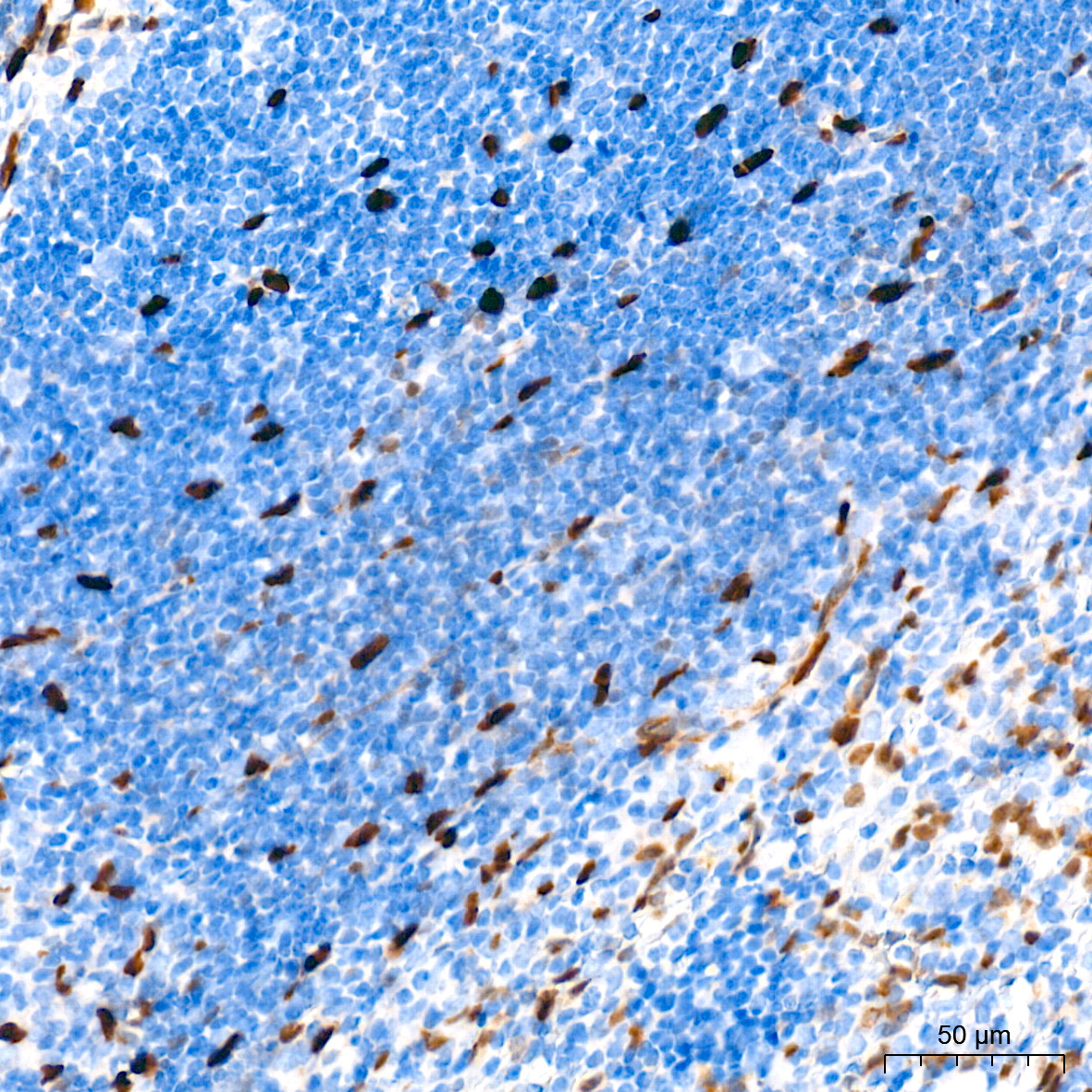 HES1 Rabbit Monoclonal Antibody - Image 4