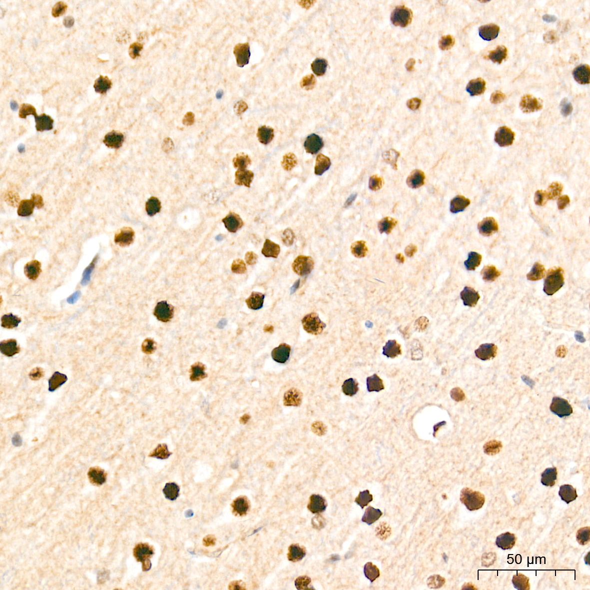 HES1 Rabbit Monoclonal Antibody - Image 5