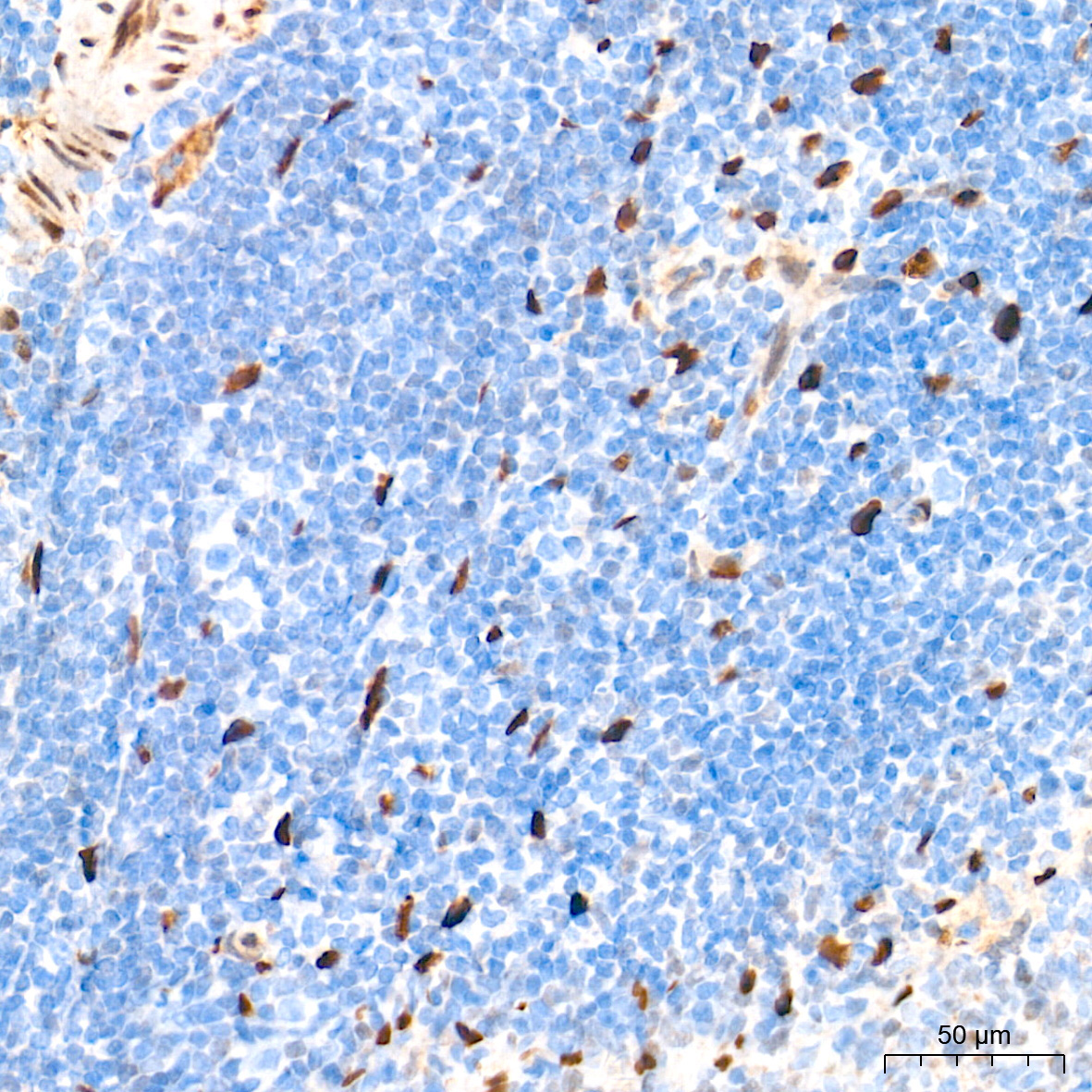 HES1 Rabbit Monoclonal Antibody - Image 6