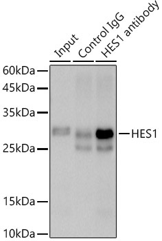 HES1 Rabbit Monoclonal Antibody - Image 7