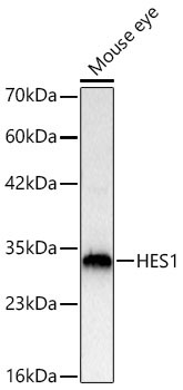 HES1 Rabbit Polyclonal Antibody