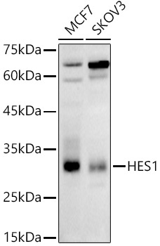 HES1 Rabbit Polyclonal Antibody