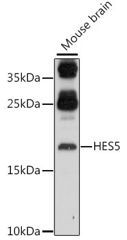 HES5 Rabbit Polyclonal Antibody