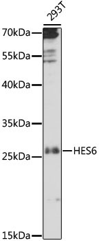 HES6 Rabbit Polyclonal Antibody