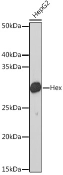 Hex Rabbit Monoclonal Antibody