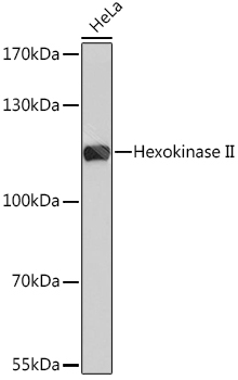 Hexokinase II Rabbit Polyclonal Antibody