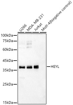 HEYL Rabbit Polyclonal Antibody