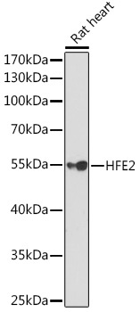 HFE2 Rabbit Polyclonal Antibody