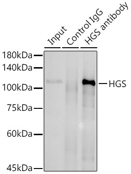 HGS Rabbit Polyclonal Antibody - Image 3