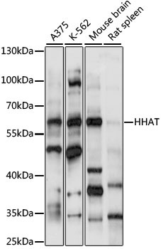 HHAT Rabbit Polyclonal Antibody