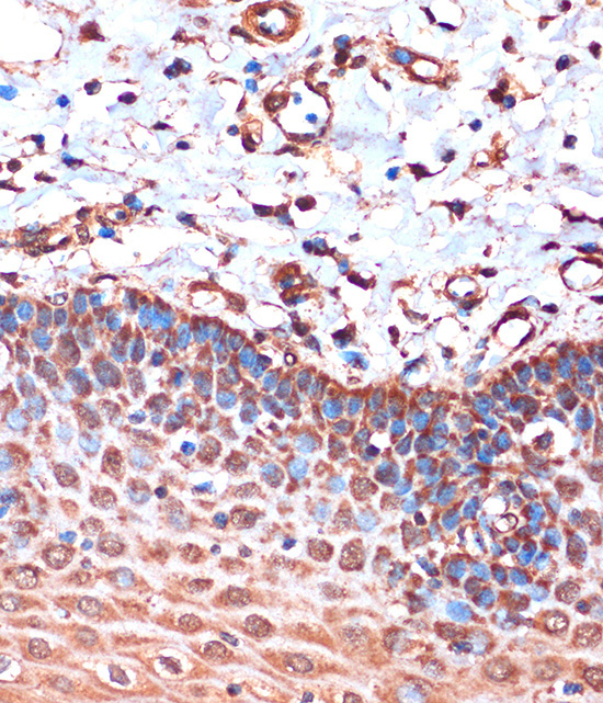 HIBADH Rabbit Polyclonal Antibody - Image 3