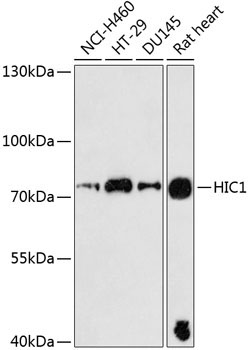 HIC1 Rabbit Polyclonal Antibody