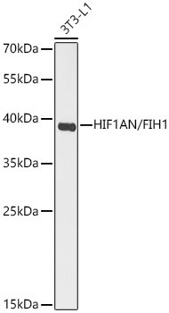 HIF1AN/FIH1 Rabbit Polyclonal Antibody - Image 2