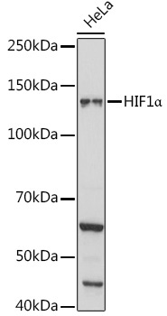 HIF1Alpha Rabbit Polyclonal Antibody
