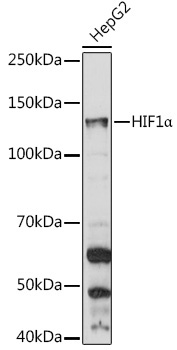 HIF1Alpha Rabbit Polyclonal Antibody - Image 2