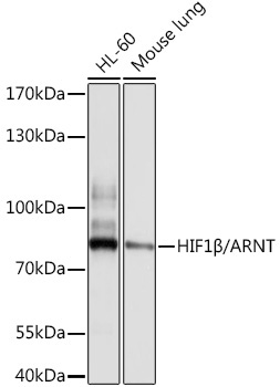 HIF1Beta/ARNT Rabbit Polyclonal Antibody