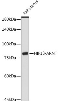 HIF1Beta/ARNT Rabbit Polyclonal Antibody