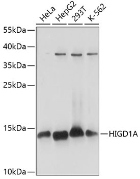 HIGD1A Rabbit Polyclonal Antibody