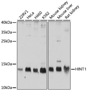 HINT1 Rabbit Polyclonal Antibody